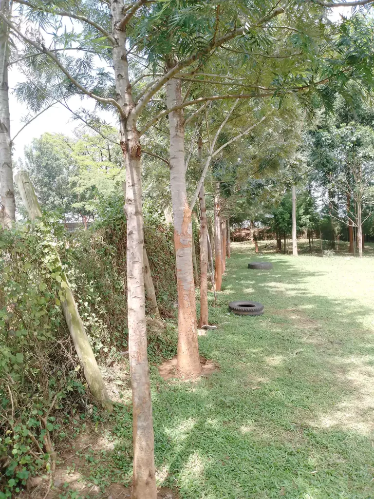 Green grevillea tree.